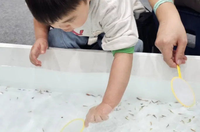 My son reaching into a shallow tank with a small net to catch cherry shrimp